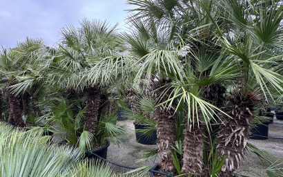 camaerops humilis